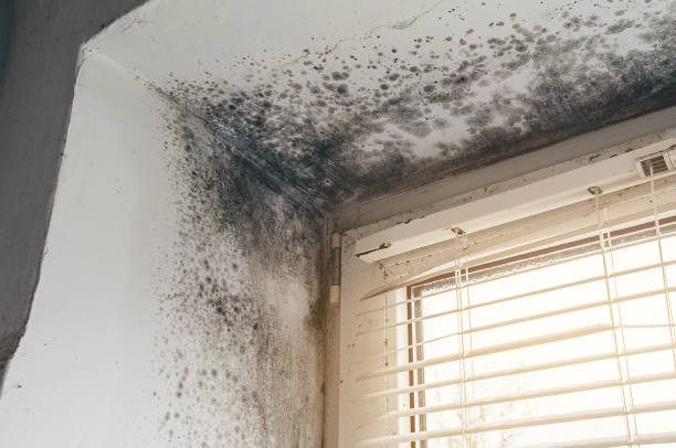 Trusted Mold Inspection service in Gallitzin, PA - Cheap Mold Removal