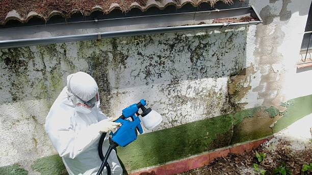 Top rated local Basement Mold Removal specialists in Gallitzin, PA